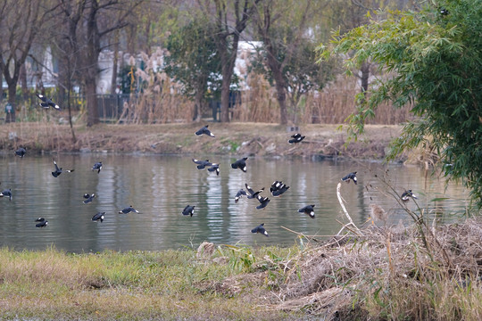 冬季湿地一群起飞的八哥鸟