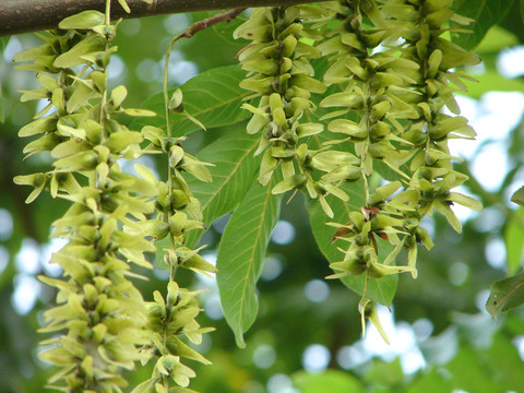 胡桃科植物枫杨