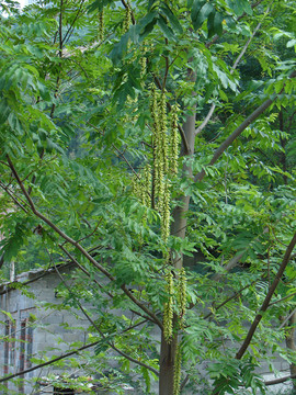 胡桃科植物枫杨