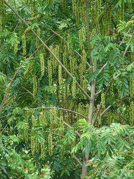 胡桃科植物枫杨