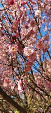 春天桃花开