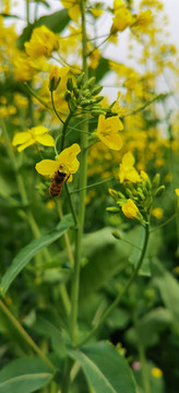 蜜蜂采蜜油菜花