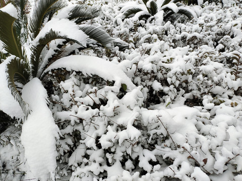 白雪