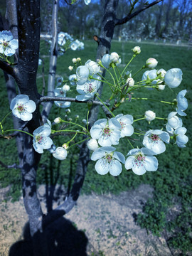 春日暖阳下盛开的梨花花蕊图片