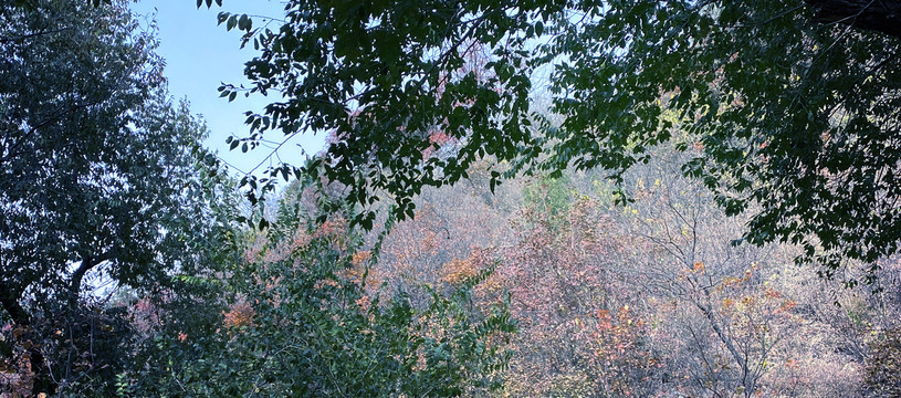 初秋时节的树林风景图片