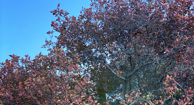初秋时节红叶树风景图片