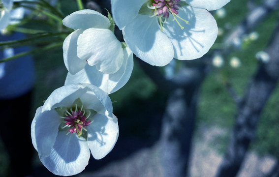 春日里盛开的梨花图片