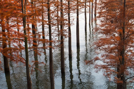 水杉