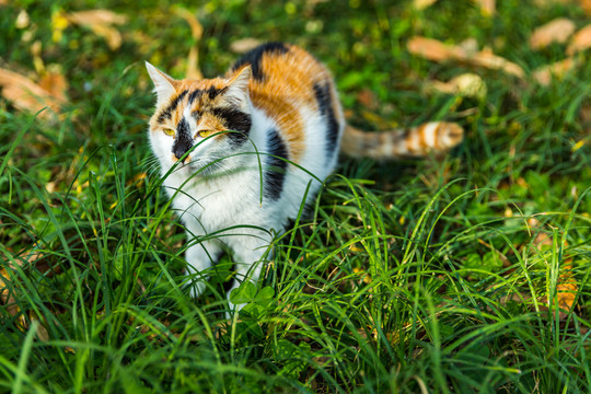 流浪猫