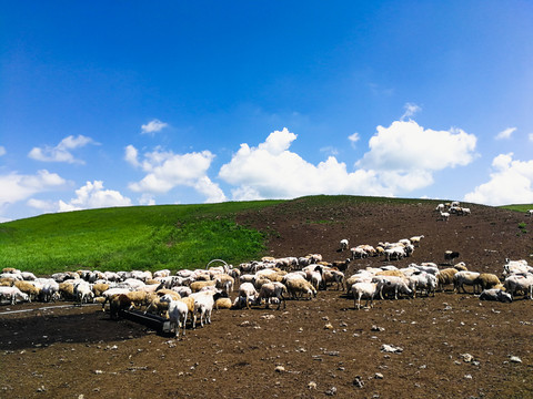 蓝天白云夏季草场羊群