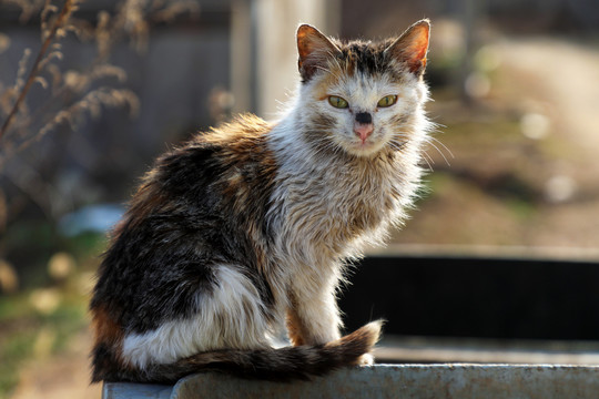 流浪猫