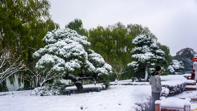 皑皑白雪