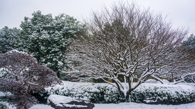 南方雪景