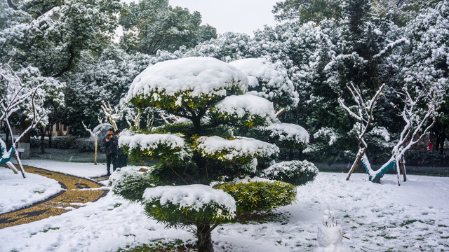 皑皑白雪