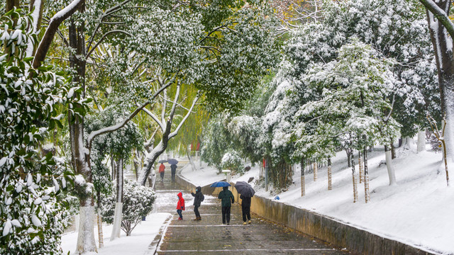 皑皑白雪