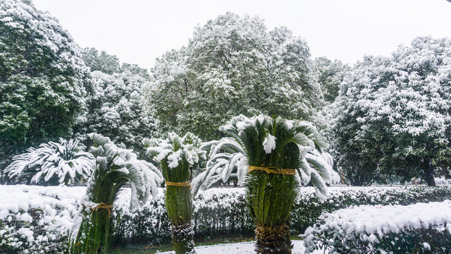 皑皑白雪