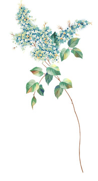 電腦手繪小花