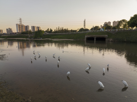 城市中的白鹭