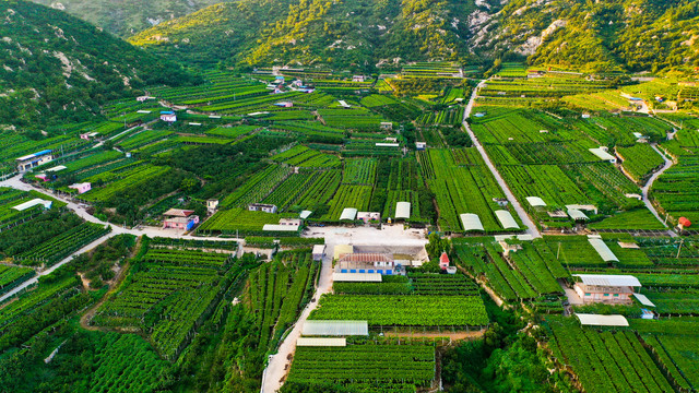 大泽山葡萄