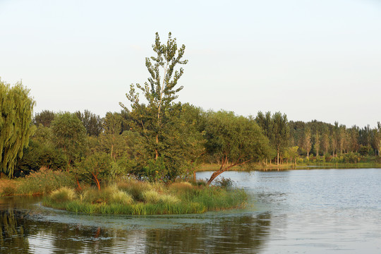 北京东郊湿地公园风光