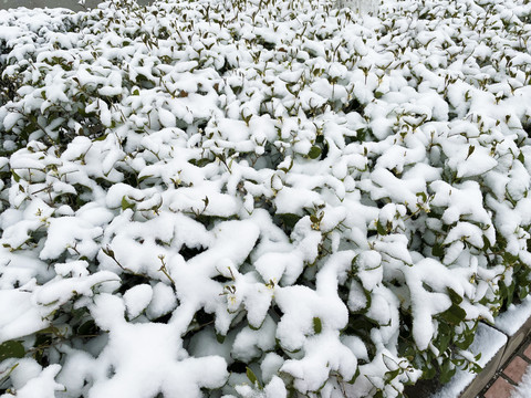 被雪覆盖的绿植