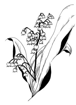 線描鈴蘭花