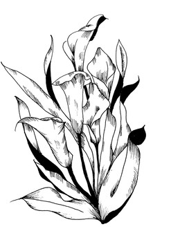 線描海芋花