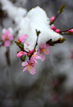 梅花雪