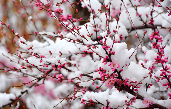 梅花雪