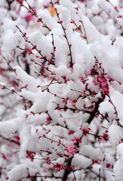 梅花雪