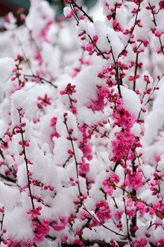 梅花雪