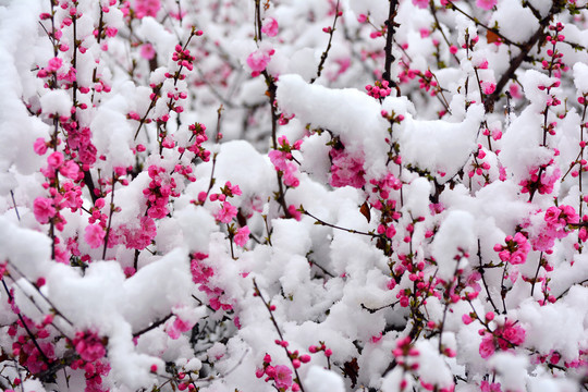 梅花雪