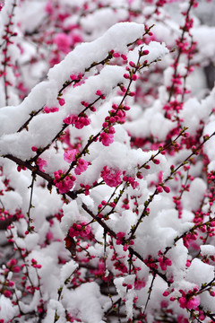 梅花雪