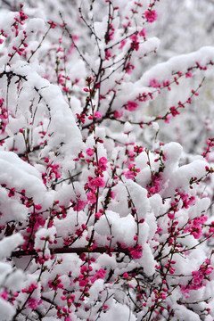 梅花雪