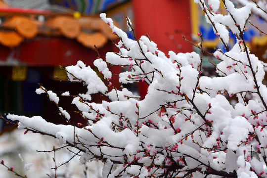 梅花雪