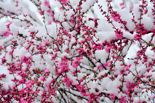 梅花雪