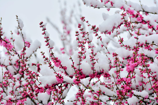 梅花雪