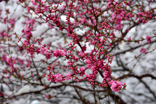 梅花雪