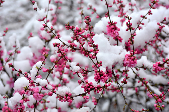 梅花雪