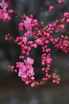 梅花雪