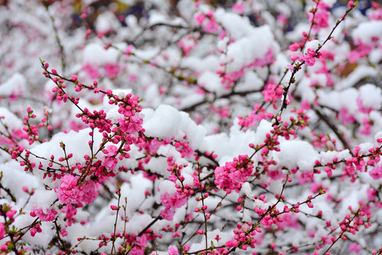 梅花雪