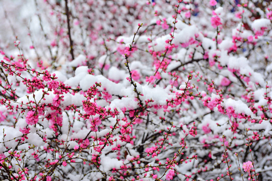 梅花雪