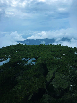 蓝天白云松树林风景图片