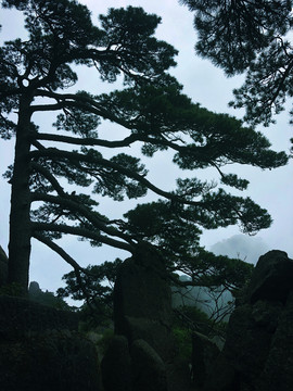 高山石峰松树林风景图片