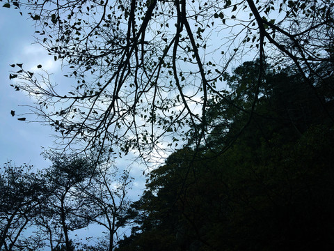 蓝天白云树林风景图片
