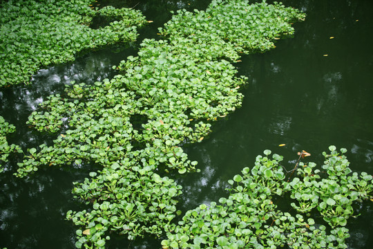 杭州西溪湿地