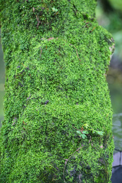 苔藓