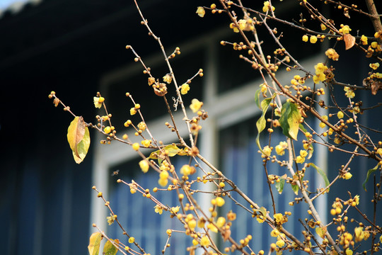 梅花枝