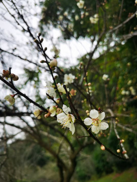 桃花