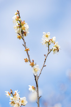 白梅花绽放时刻